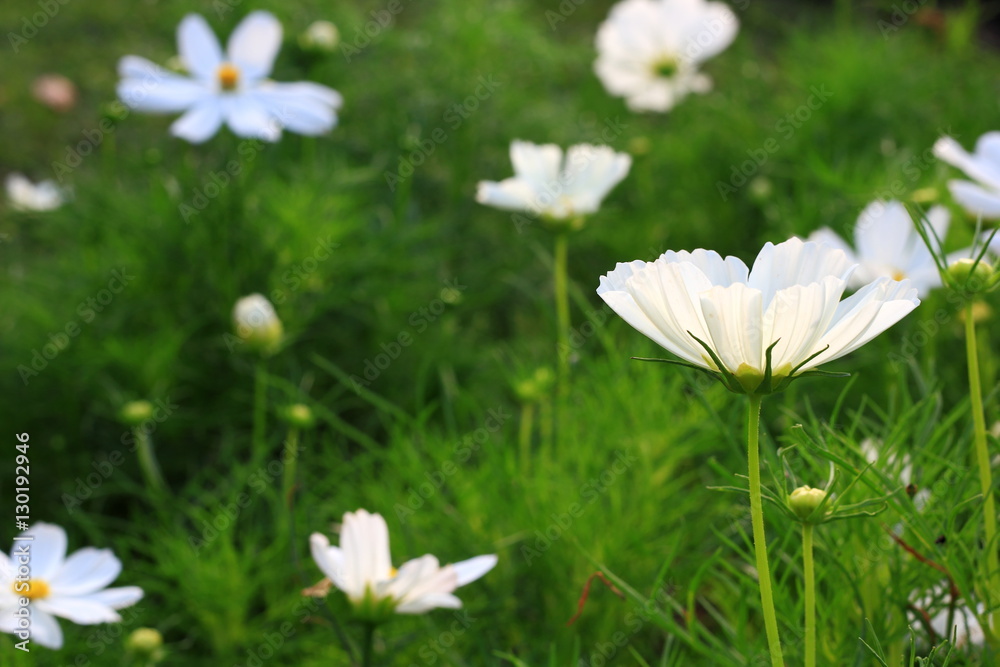 Wall mural cosmos flower.