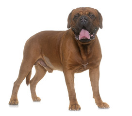 dogue de Bordeaux