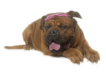 dogue de Bordeaux and glasses