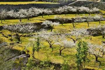 川売の梅
梅の楽園。