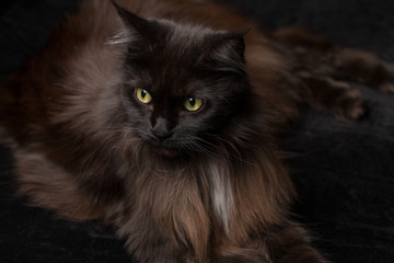 Studio Portrait of a beautiful Maine Coon Cat