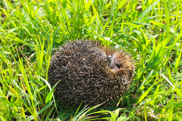 Hedgehog on green grass