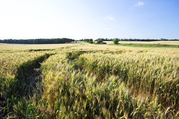 Road with battered ears of wheat through a field