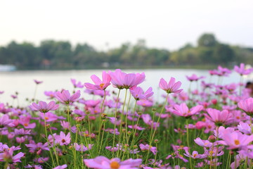 Cosmos  flower