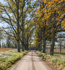 Fototapeta na wymiar Countryside road in autumn, Europe