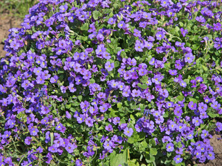 Blaukissen, Aubrieta, Polsterstaude