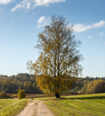 Countryside road with a lonely birch, Europe