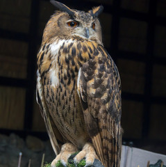 The Owls are a creatures have a power.