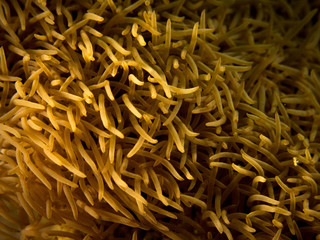 Coral Reef Texture, Macro