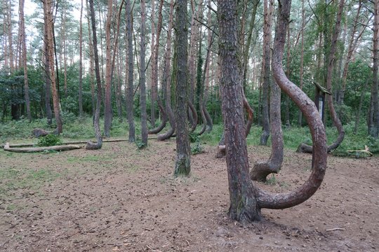 Crooked forest near Nowe Czarnowo
