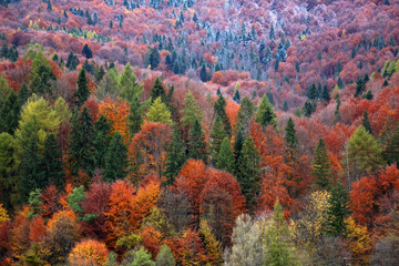 Carpathian forest in autumn