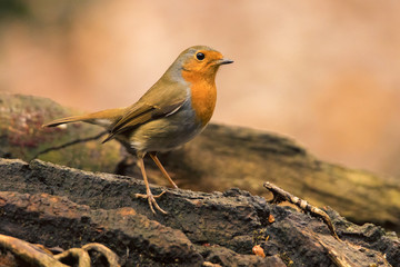 Fototapeta premium Robin