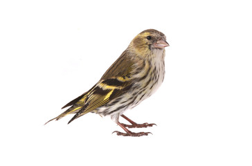 female siskin