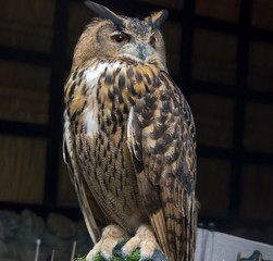 The Owls are a creatures have a power.
