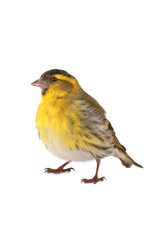 male siskin