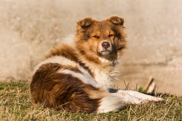 Sleepy Dog Enjoying the Autumn Sun