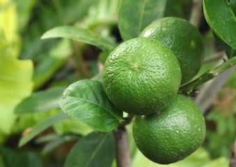Lime