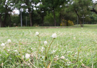 Naklejka premium Grass flower in the park