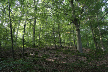 Fototapeta na wymiar Beech Forest