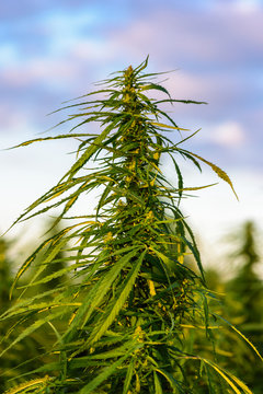Growth marijuana plant