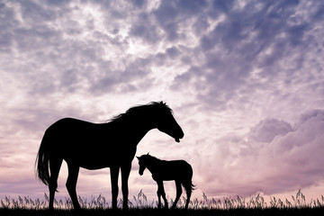 horse born at sunset