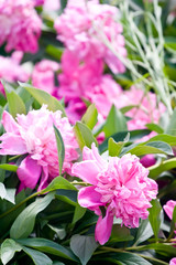 Pink peony flower
