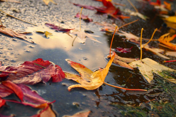post rain day sidewalk leaves reflection