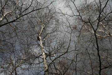 RAMAS