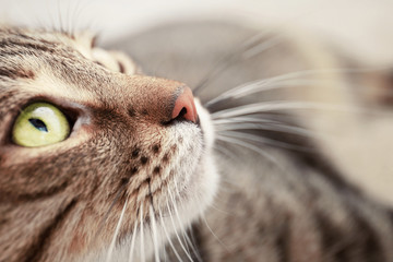 Portrait of grey tabby cat on light background