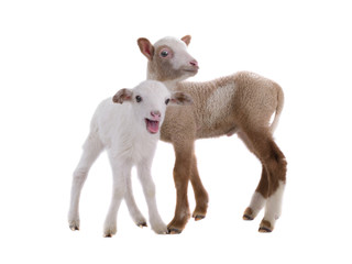 Fototapeta premium sheep