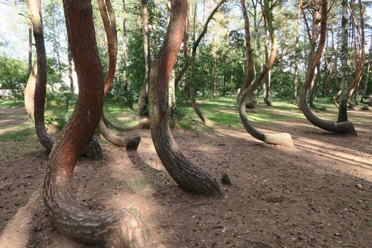 the crooked forest, Krzywy Las, Nowe Czarnowo,Poland