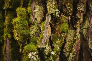 Close-up wooden trunk with green moss
