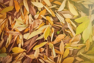 Fallen leaves of trees