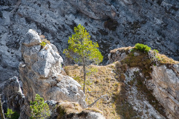 Lonely tree on mountain in wildlife reserve Karwendel in Alps Europe Austria