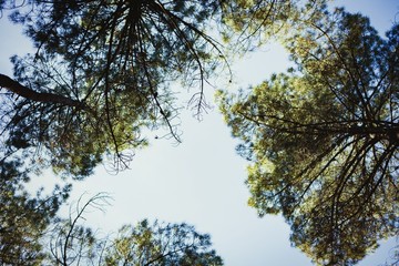 The tops of the pines trees