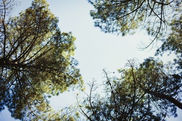 The tops of the pines trees