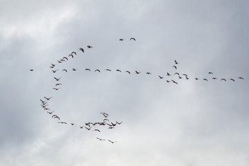 Formación de Ánsares Comunes en vuelo. Anser anser. Reserva Natural Lagunas de Villafáfila, Zamora, España.