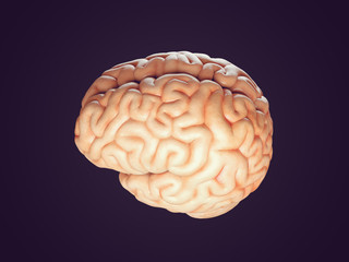 Realistic brain illustration