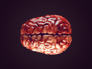 Realistic brain illustration