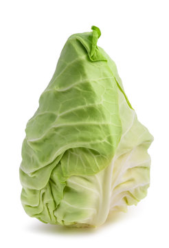 Fresh pointed cabbage