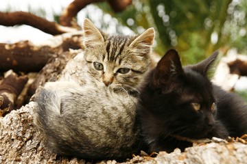 Cute little cats