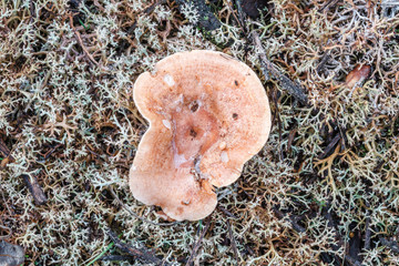 Lactarius chrysorrheus. Lactario de leche dorada o Falso níscalo, sobre líquenes.