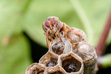 Super macro wasp and larvals in wasp nest