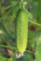 Cucumber in the greenhouse in the summer