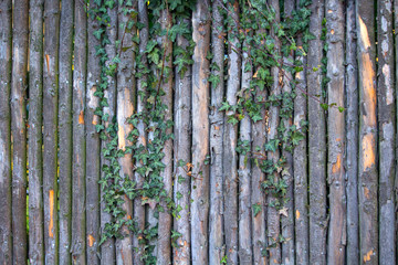 Fototapeta premium Fence with ivy