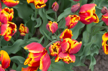 colored tulips top view