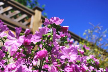 flowery decor by lattice fence and backed by a sky blue