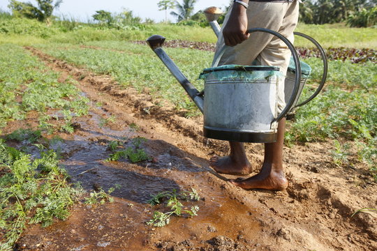 Farmer with watering can, near Lome, Togo, West Africa