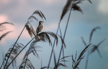 Obraz premium bird sings evening song