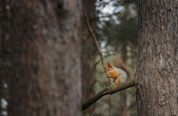squirrel on the tree eats